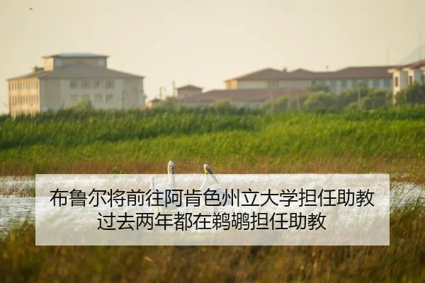 布鲁尔将前往阿肯色州立大学担任助教 过去两年都在鹈鹕担任助教（AOASPORTS）